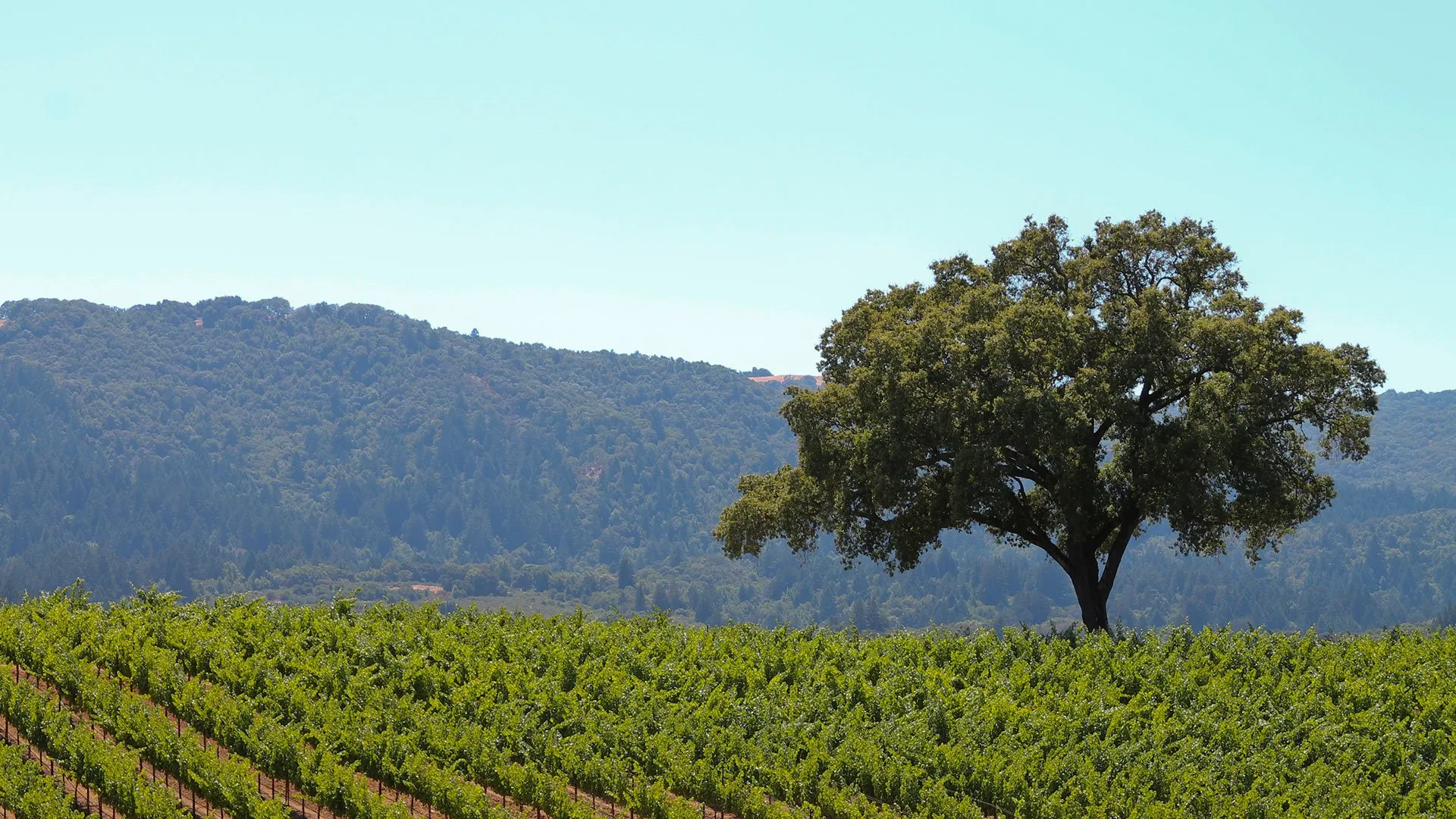 Lisa Halliday, DMD, & Tom Halliday, DDS